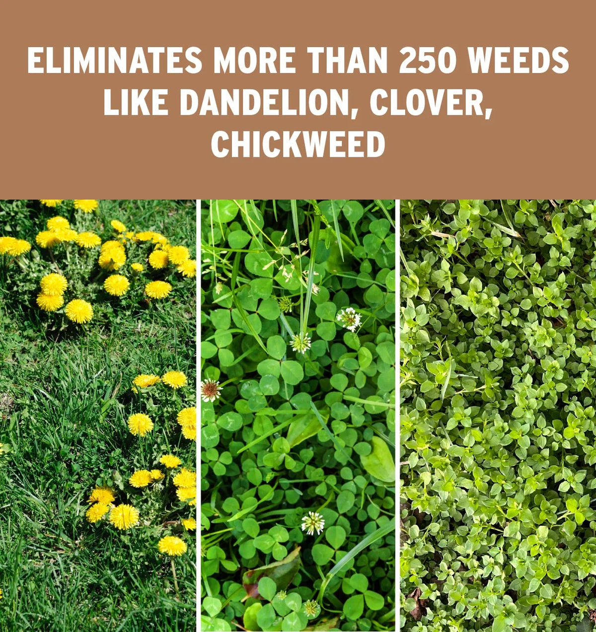 The Andersons Professional Surge Weed and Feed 16 - 0 - 9 Post - Emergent Weed Control and Fertilizer - Covers up to