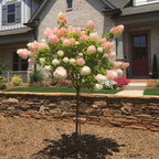 Brighter Blooms - Vanilla Strawberry Hydrangea Tree, 4 - 5 Ft. - No Shipping to AZ