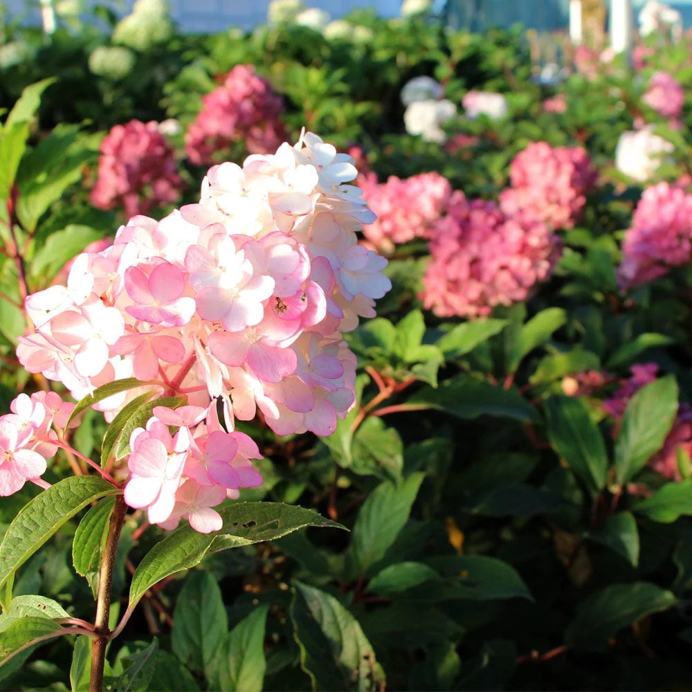 Brighter Blooms - Vanilla Strawberry Hydrangea Tree, 4 - 5 Ft. - No Shipping to AZ