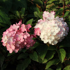 Brighter Blooms - Vanilla Strawberry Hydrangea Tree, 4 - 5 Ft. - No Shipping to AZ