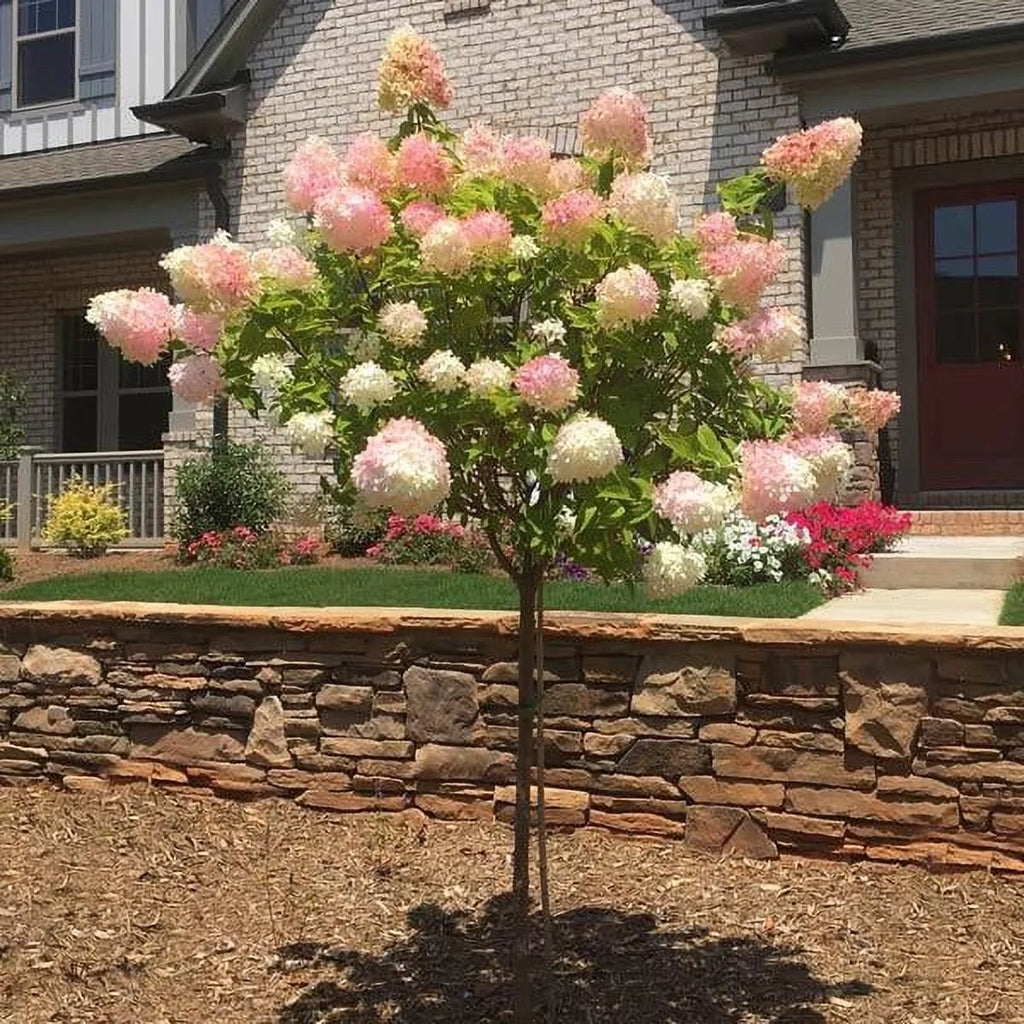 Brighter Blooms - Vanilla Strawberry Hydrangea Tree, 4 - 5 Ft. - No Shipping to AZ